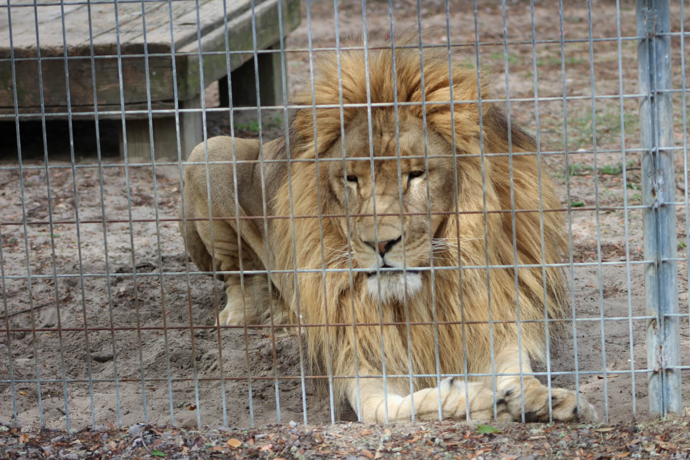 Pros And Cons Of Keeping Wild Animals In Captivity Are You Looking 