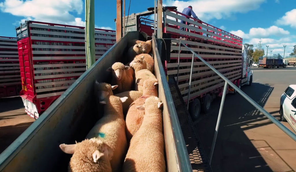 transporting-cattle-by-road-procedures-are-you-looking-for-cages